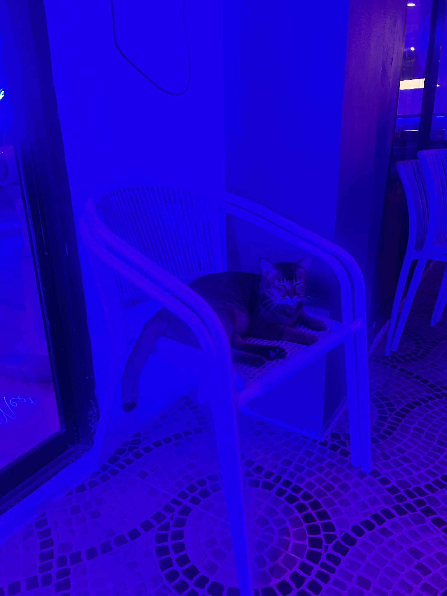 Blue-lit seating at De Blue Lounge and Bar, with the resident cat